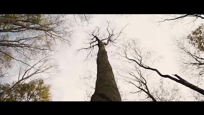 edit wedding clip, highlight, teaser, promo, movie