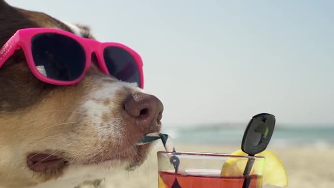make a funny video commercial with a dog at the beach
