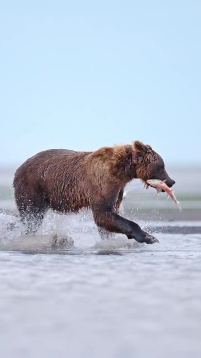 Integrate realistic cgi animal models, 3d animal rigging, cgi animal ...