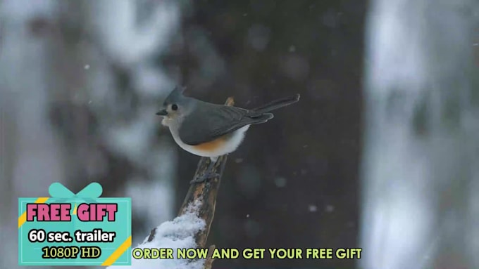 create a beautiful  winter video for your song
