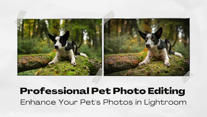 create perfect pet photos with professional editing
