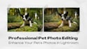 create perfect pet photos with professional editing