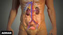 create realistic 3d anatomical medical visualization video, 3d medical animation