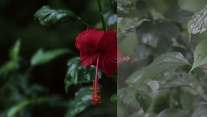 do cinematic color grading in davinci resolve studio