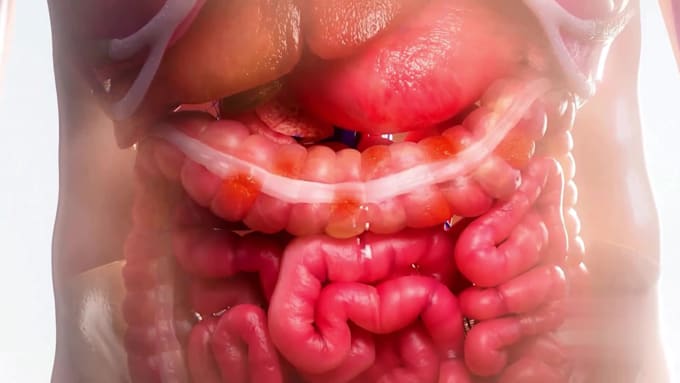 do professional 3d medical animation and human anatomy