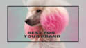 do pet product photo with optional pet models