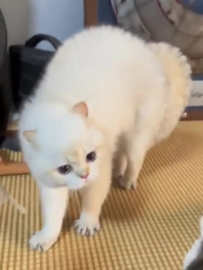 create funny viral cat dog animal pet videos compilation for youtube in 24 hrs
