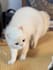 create funny viral cat dog animal pet videos compilation for youtube in 24 hrs