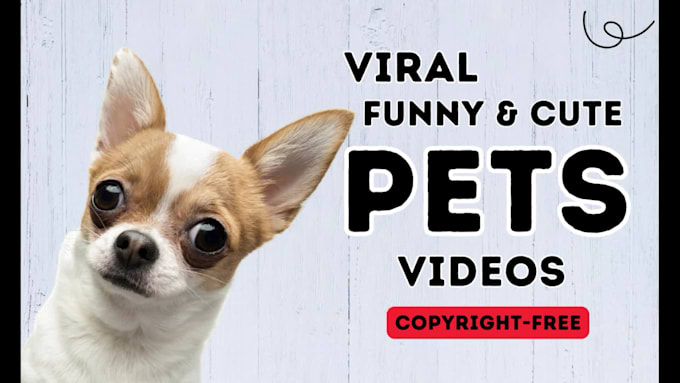 Funny Dog Videos Funny Funny Dog Videos Funny Puppy Videos Short