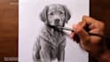 create a video sketch of your pet