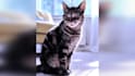 create a professional tribute video for your pet cat or dog