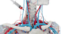 create professional 3d medical, anatomy, surgical and healthcare animatio