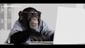 create a monkey business cinematic video ad