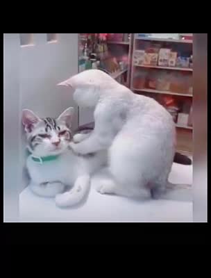 compile like a boss, tiktok and musicaly compilation