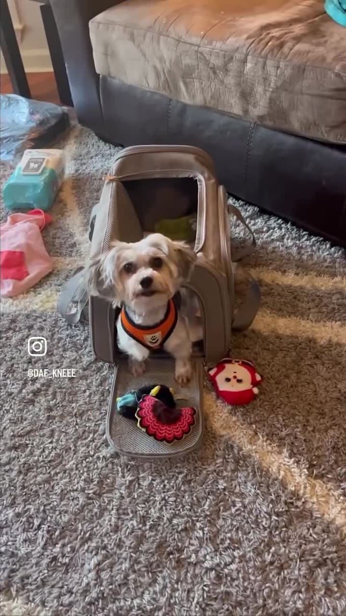 create dog or pet ugc content for social media