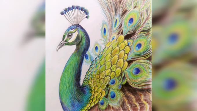 How to Draw a Peacock Bird in Colour