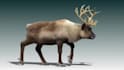 create realistic 3d animal animation creature model xgen fur and rigging
