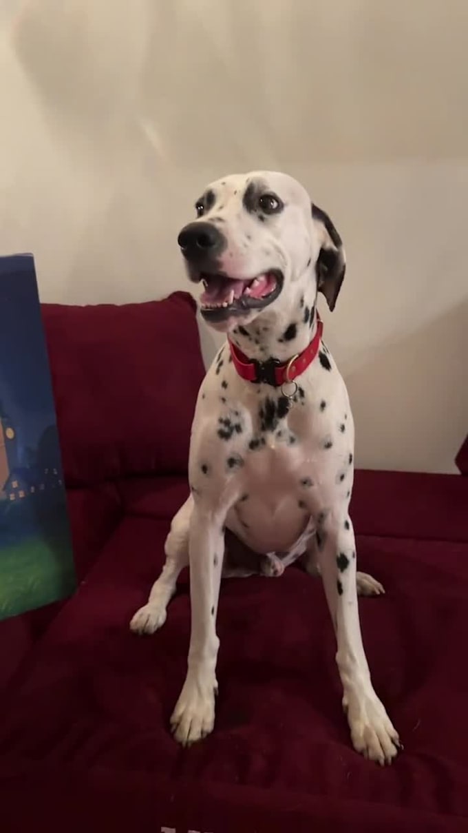 be your dog model and content creator