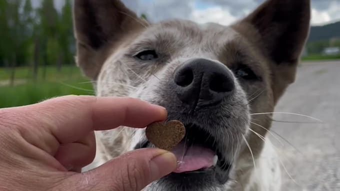 create ugc videos with my dog tiktok reels amazon pets