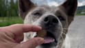 create ugc videos with my dog tiktok reels amazon pets
