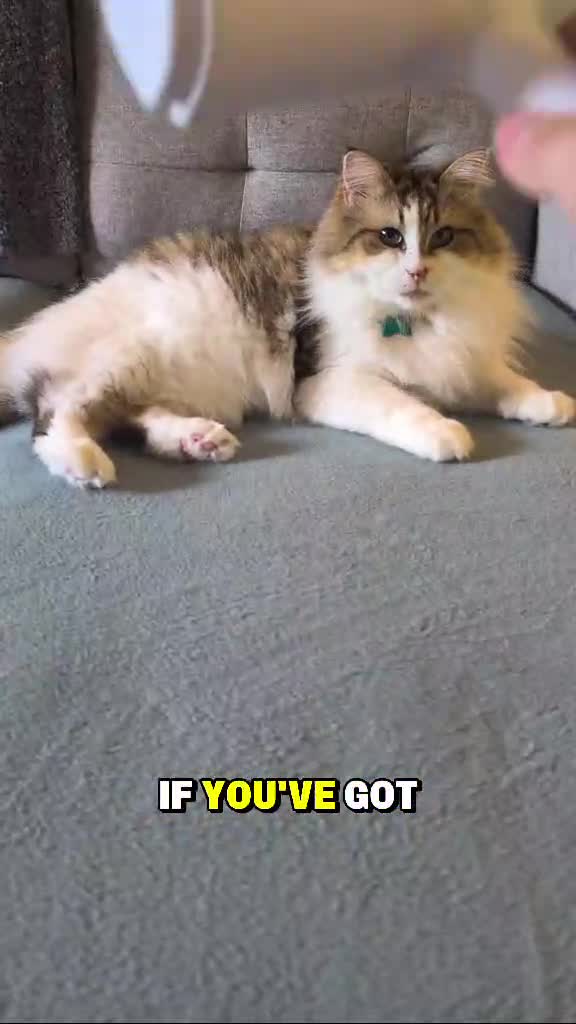 create charming and authentic content with my three cats