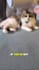 create charming and authentic content with my three cats