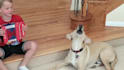 create 50 viral funny pet videos for your youtube channel