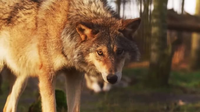 create realistic 3d animal animation, 3d xgen zbrush model, 3d model