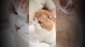 make cute and funny and viral compilation video for youtube in 24 hours