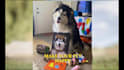 create custom royal pet portrait renaissance historical pet illustration