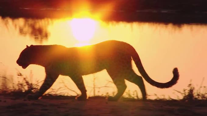 edit your animal video for you in premiere pro