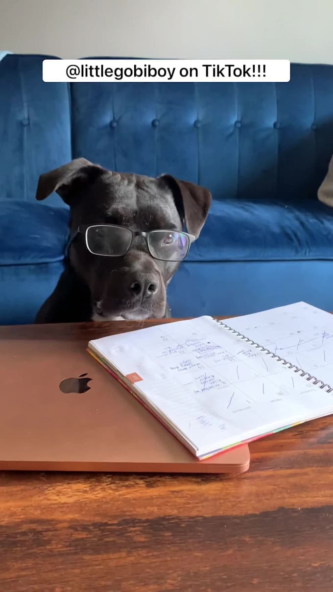 create user generated content with my dog USA