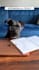 create user generated content with my dog USA