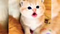do a viral pets compilations video cats and dogs from youtube,tiktok, facebook