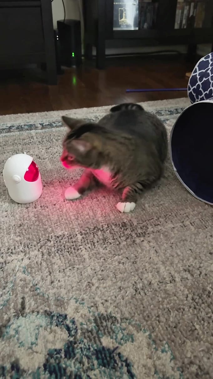 create a ugc video ad with me and my cats