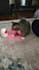 create a ugc video ad with me and my cats