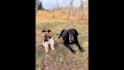 create pet ugc videos