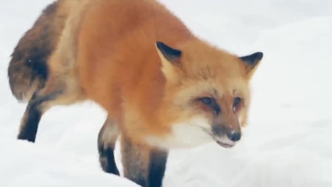 do realistic 3d animal animation, animal rigging,  character model, vfx, cgi fur