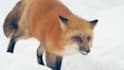 do realistic 3d animal animation, animal rigging,  character model, vfx, cgi fur