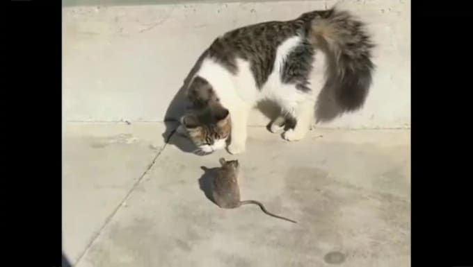 do a funny pets, compilations videos for youtube within 24 hours