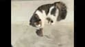 do a funny pets, compilations videos for youtube within 24 hours