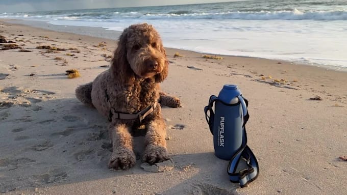 create ugc pet video ads for your product or service