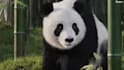 create stunning 3d animal animation rigging modeling and vfx for game and films