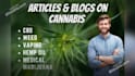 write a 1000 word cannabis and cbd article or blog