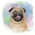 create pet portrait illustration