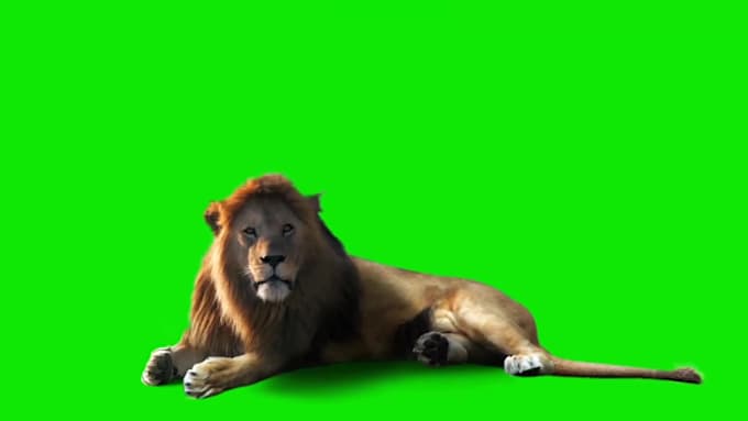 do video editing and green background removal