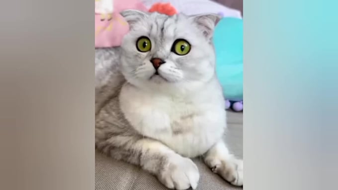 create funny animal videos for youtube