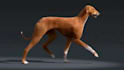 create realistic 3d animal models, rigging, and cgi animation