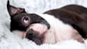 create your pet product video