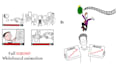 make engaging whiteboard animation or 2d explainer video
